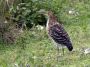 Day02 - 35 * Rufescent Tiger-Heron